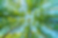 Bomen met groene bladeren