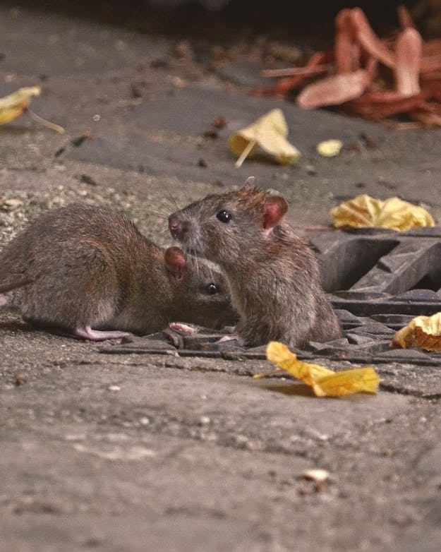 Ratten op straat Ratten op straat