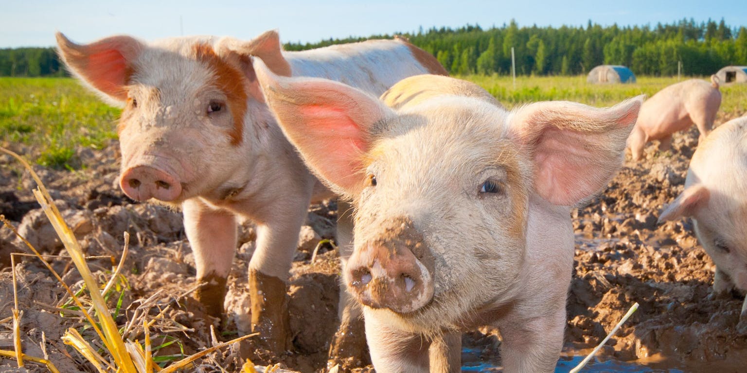 Drie varkens staan in een modderig veld.