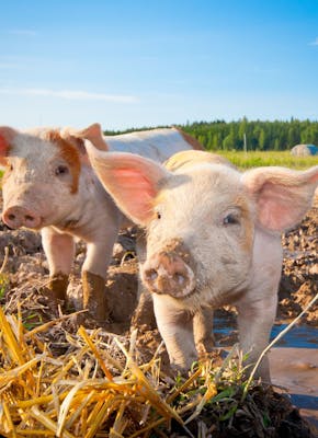 Drie varkens staan in een modderig veld.