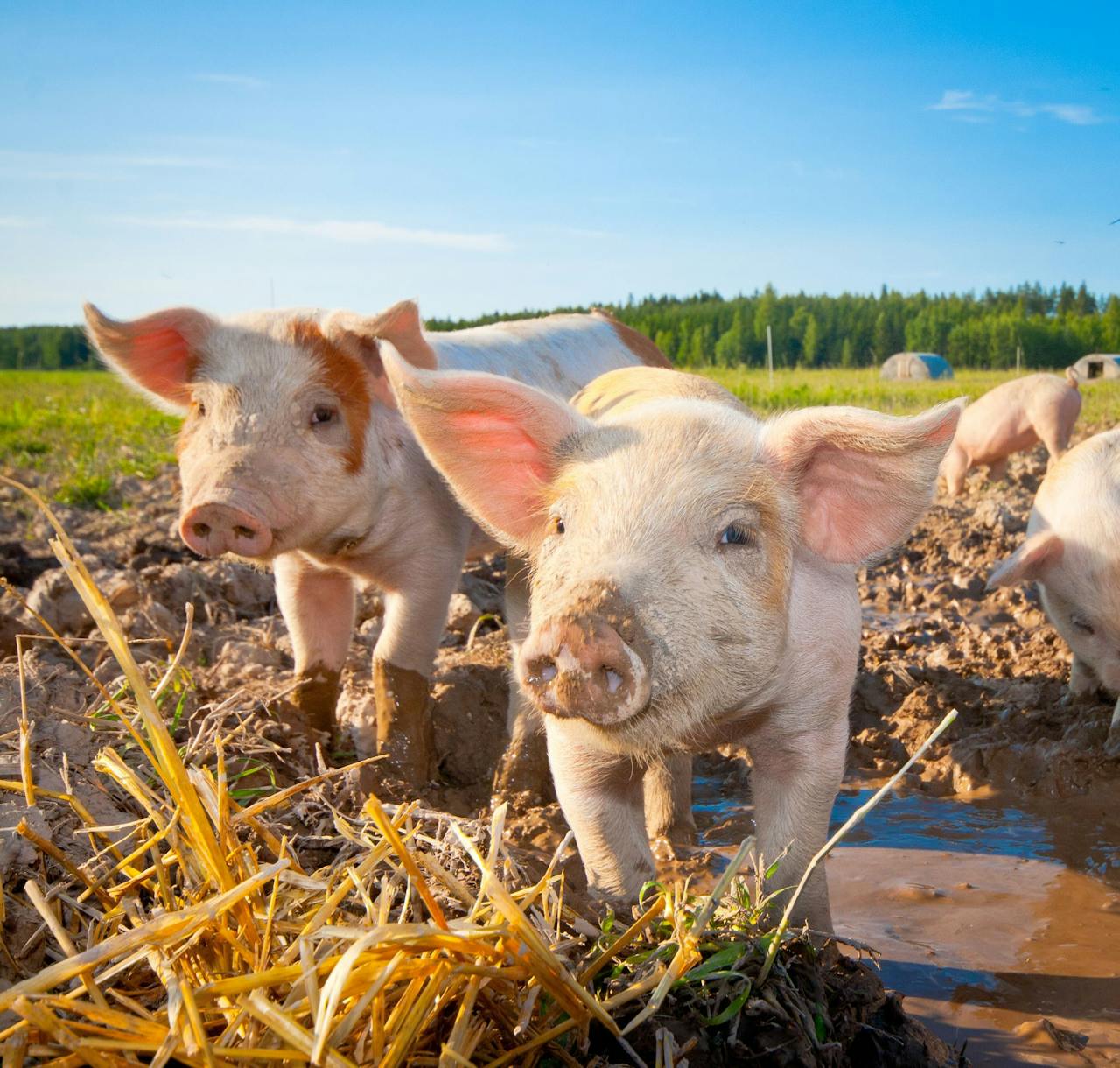 Drie varkens staan in een modderig veld.