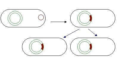 Een voorbeeld diagram van DNA overbrengen op de ander en doorgeven aan nakomelingen.