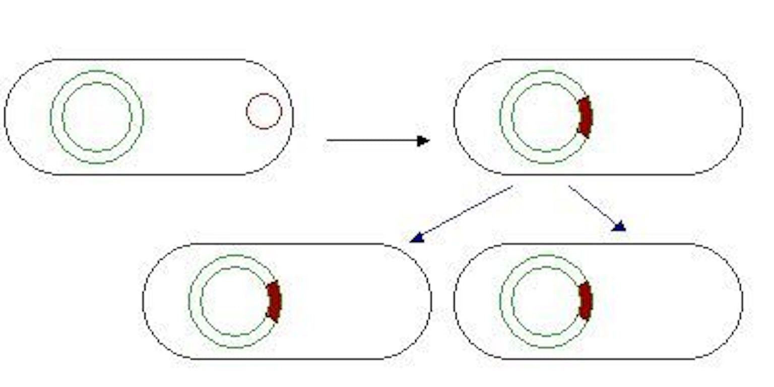 Een voorbeeld diagram van DNA overbrengen op de ander en doorgeven aan nakomelingen.