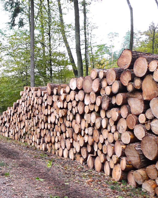 Zandpad door het bos met aan weerszijden stapels boomstammen.