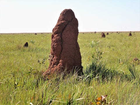 Termietenheuvels worden geventileerd door tunnels en een soort schoorsteen. Graslandschap met daarin verspreid roodbruine hoge stenen.