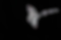 Een afbeelding van een vleermuis die in het donker vliegt.