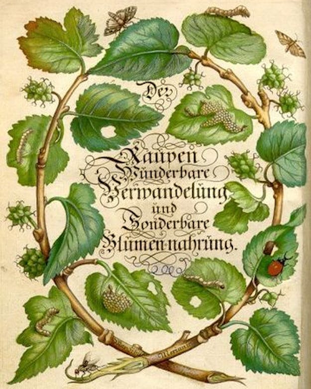 Voorkant van Merian’s boek Der raupen wunderbare Verwandelung und sonderbare Blumenahrung Boekkaft met een frambozentak met bladeren en insecten rondom een tekst.
