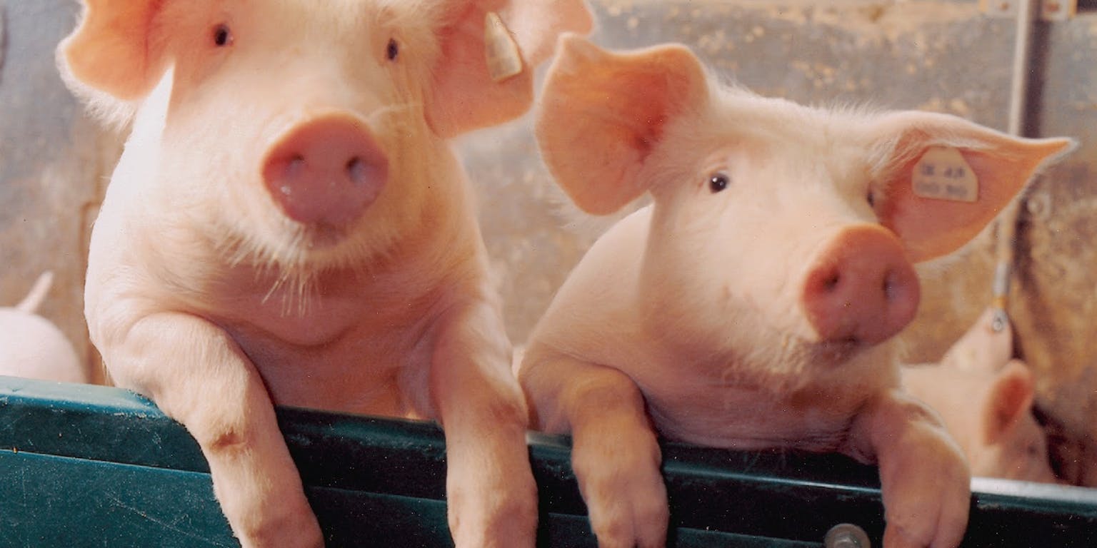 Twee varkens in een stal met hun voorpoten over de reling.