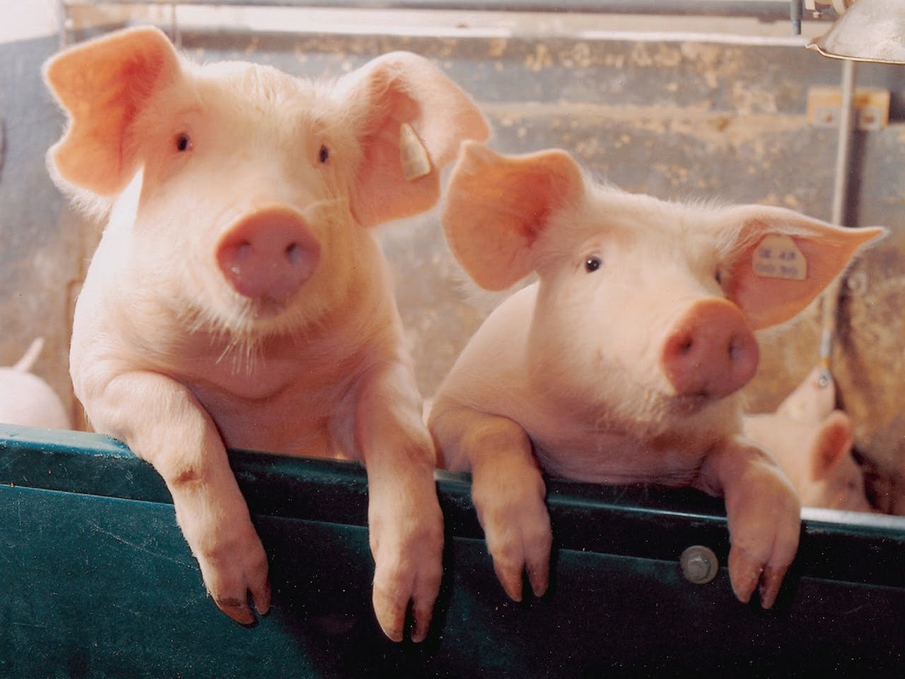 Twee varkens in een stal met hun voorpoten over de reling.