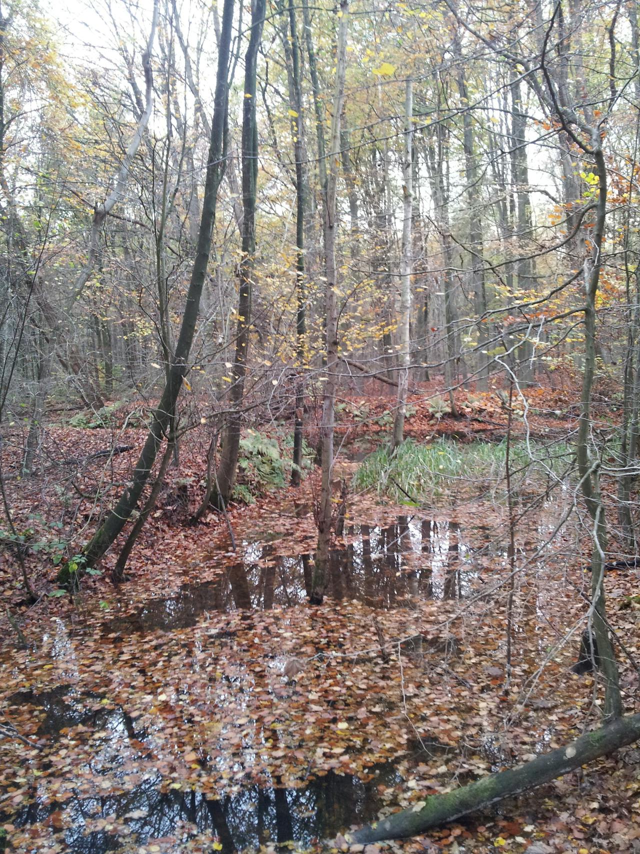 Het Waterloopbos nabij Kraggenburg