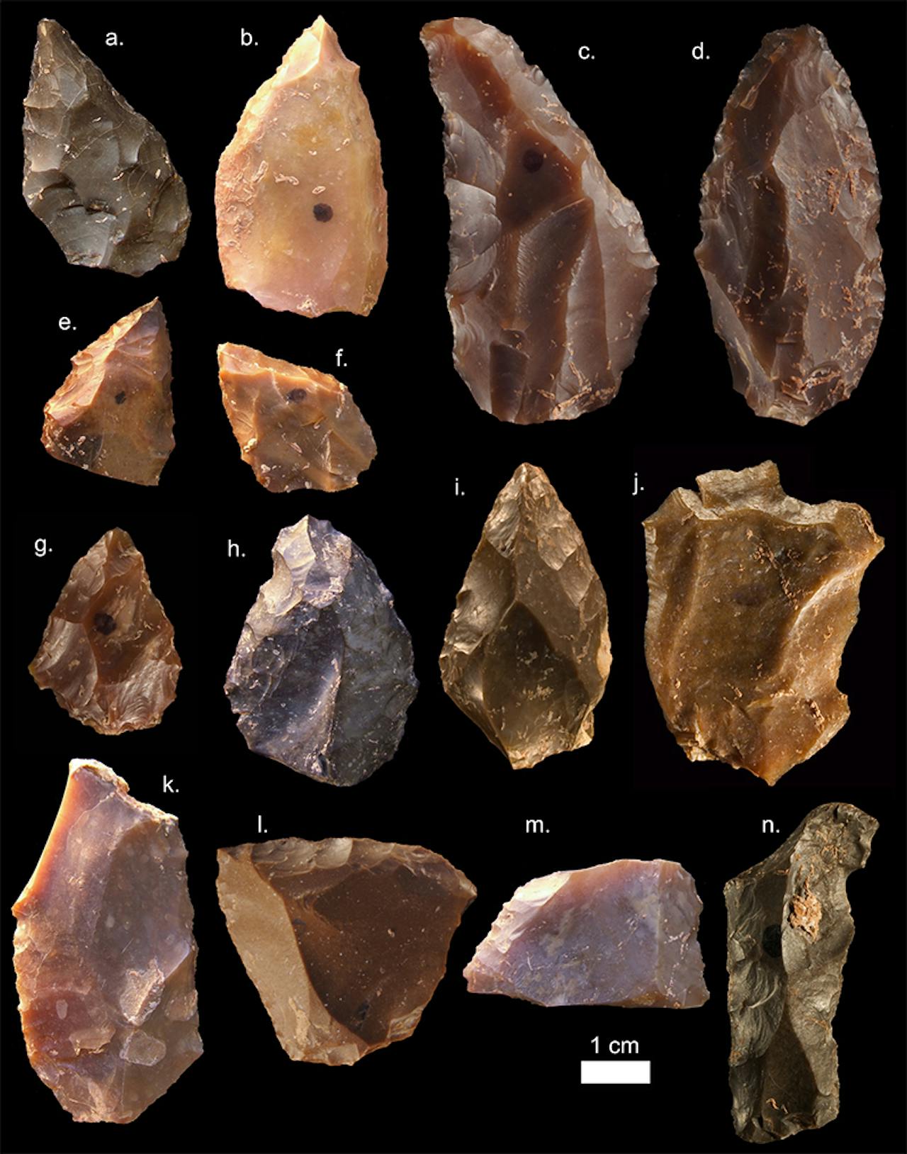 Een verzameling van gereedschap uit de Middle Stone Age, onder meer punten, schrapers en vuistbijlen.