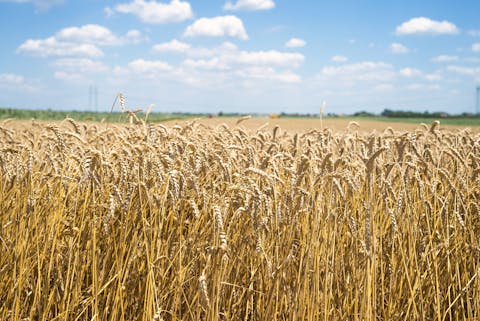 Mommer: “Drink bier van lokale gerst, of brood van tarwe die in de buurt verbouwd is. Zo krijg je ook meer verbinding met het landschap waar je woont.” Graanveld