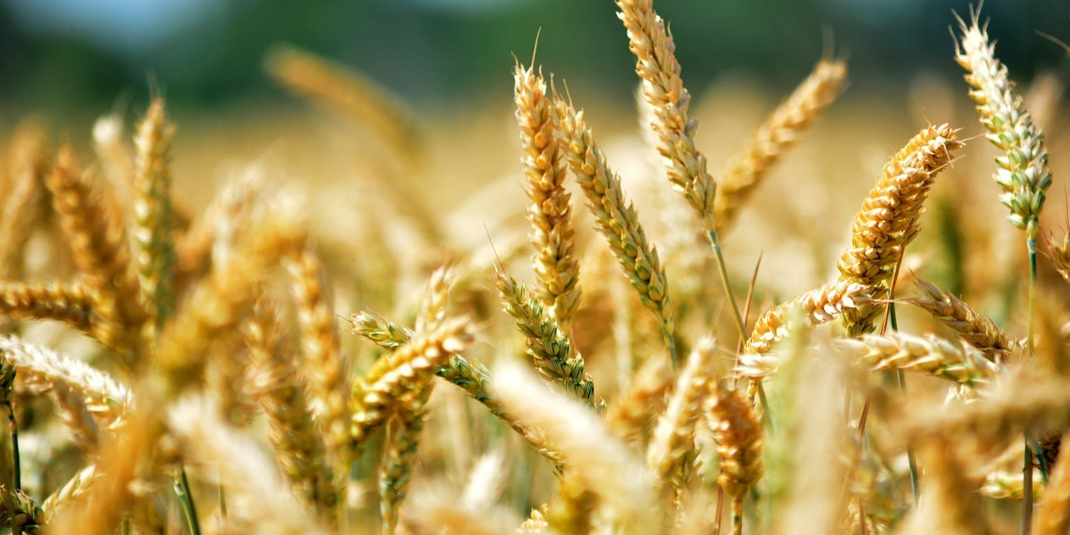 Een close-up van een tarweveld.