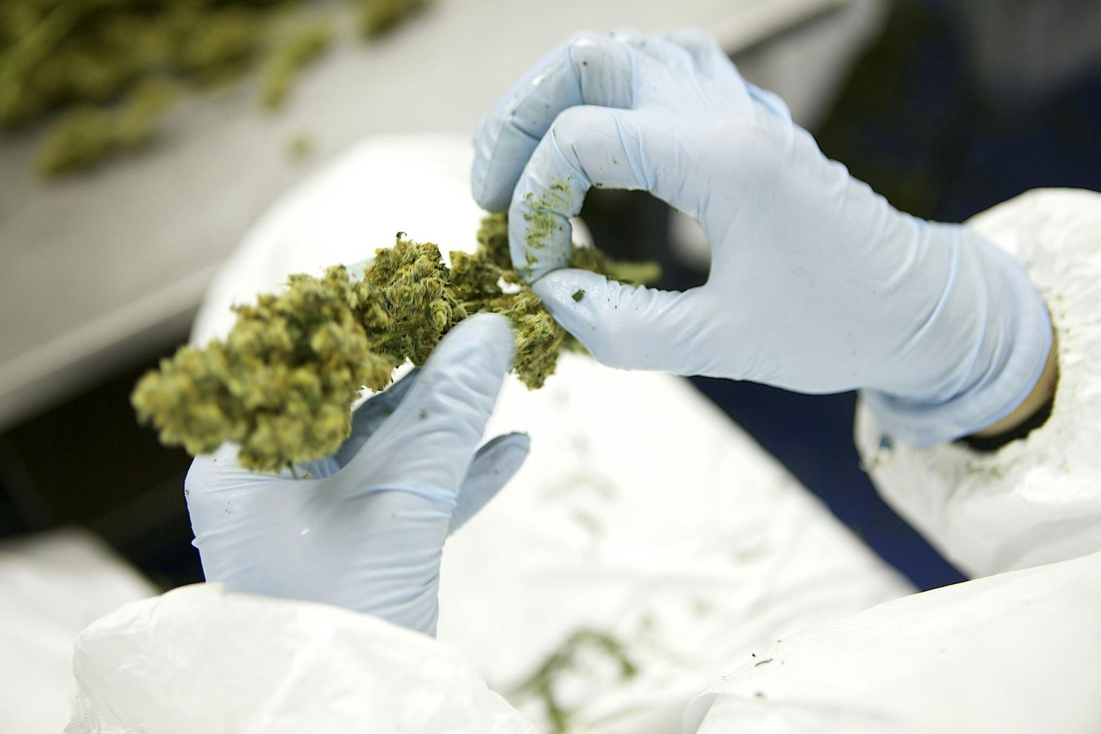 Een persoon die handschoenen draagt, houdt een marihuanaplant vast.