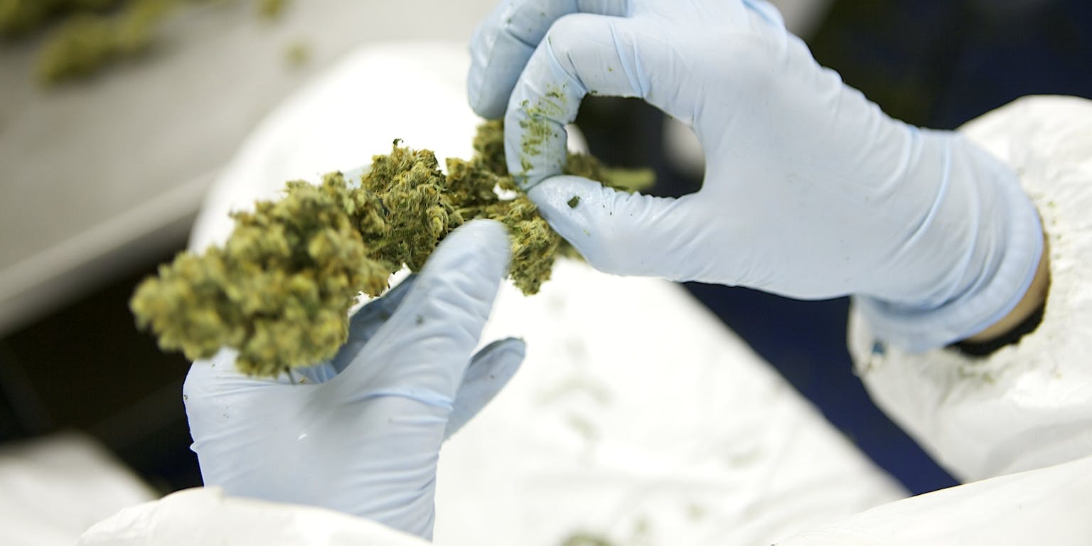 Een persoon die handschoenen draagt, houdt een marihuanaplant vast.