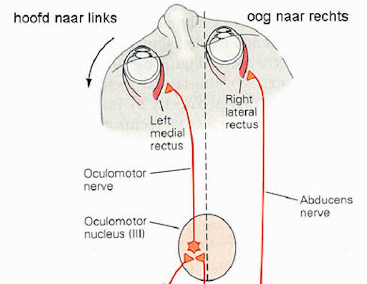 Een schematisch overzicht van de zenuwbanen van de vestibulo-oculaire reflex (VOR). Vanuit het evenwichtsorgaan lopen zenuwen naar evenwichtscentra in de hersenstam (vestibulaire kernen). Van daaruit lopen rechtstreekse verbindingen naar de oogspieren.