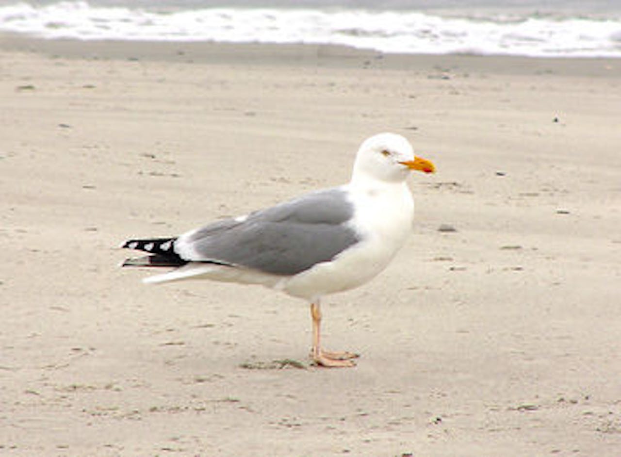 Zilvermeeuw op het strand.