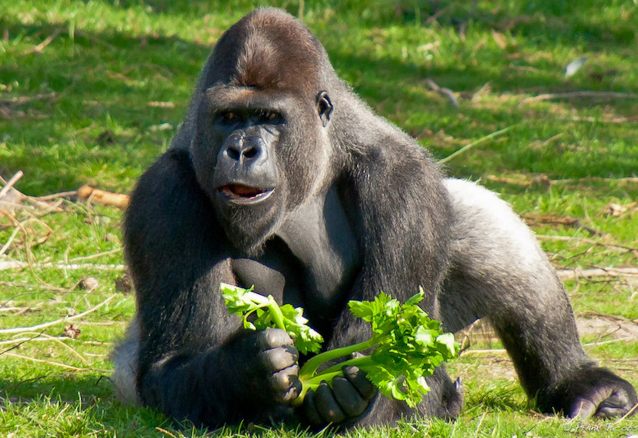 Een gorillamannetje.