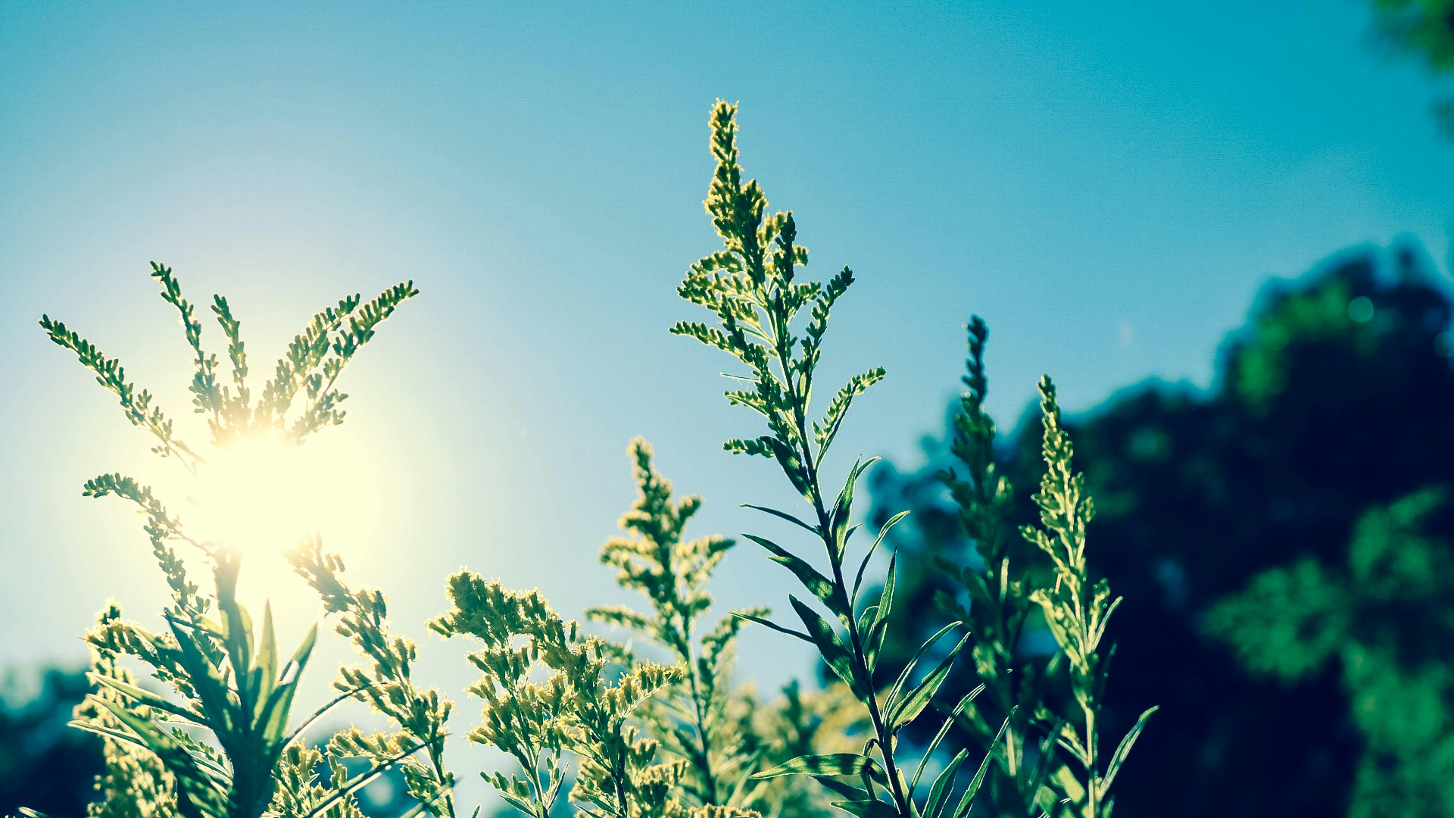 De zon schijnt door een veld met hoog gras.