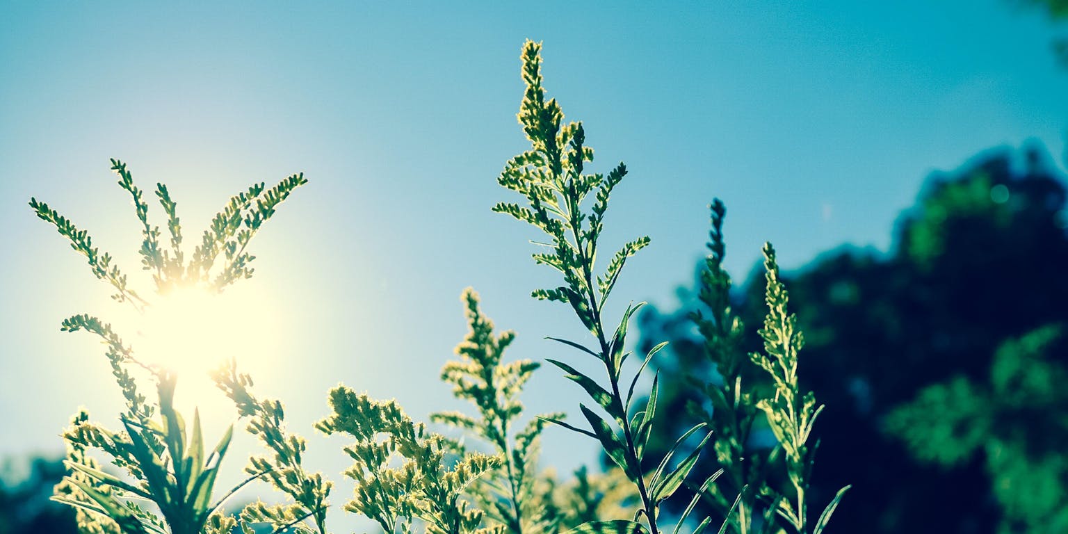De zon schijnt door een veld met hoog gras.